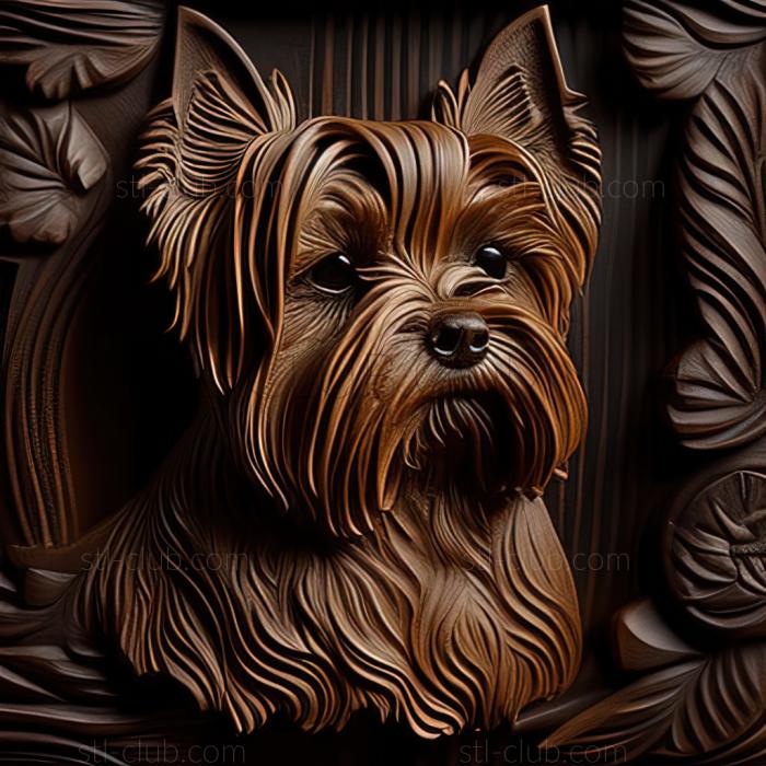 st Yorkshire Terrier dog